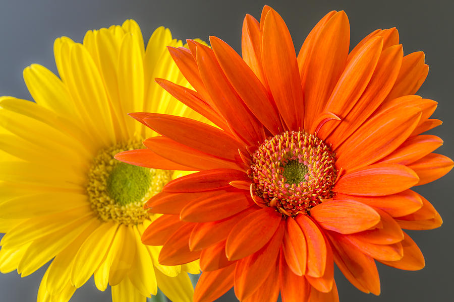 Gerbera Daisies Photograph by Jade Moon