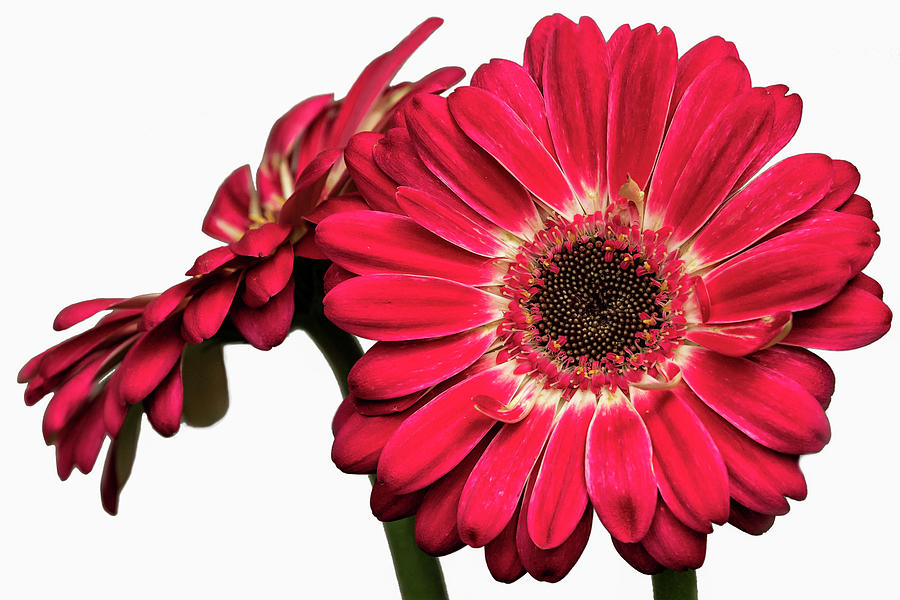 Gerbera Daisies on a White Background Photograph by Belinda Greb
