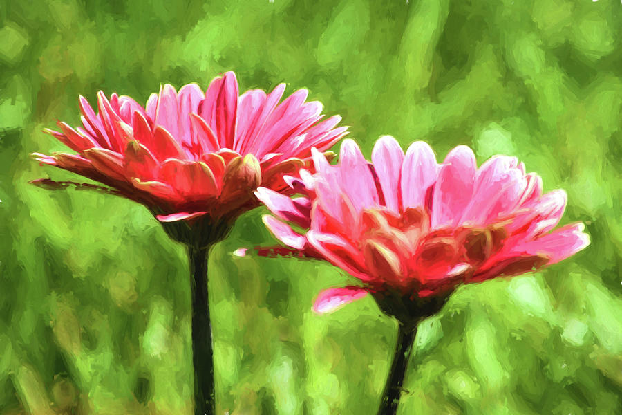 Gerbera Daisies To Brighten Your Day Mixed Media by Sandi OReilly