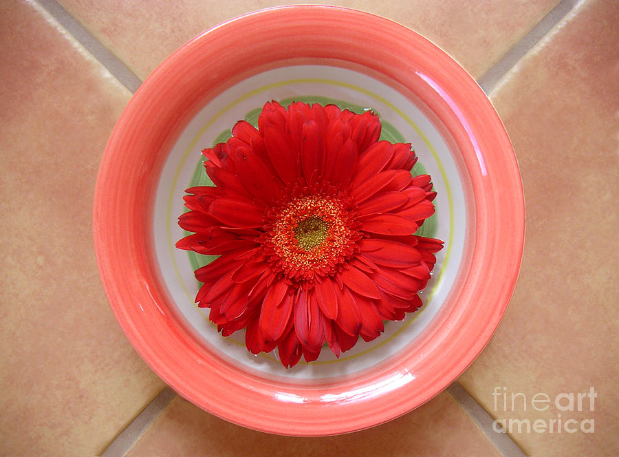 Nature Photograph - Gerbera Daisy - Bowled On Tile by Lucyna A M Green