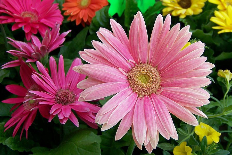 Gerbera Daisy 2 Photograph by Carolyn Baumgart | Fine Art America