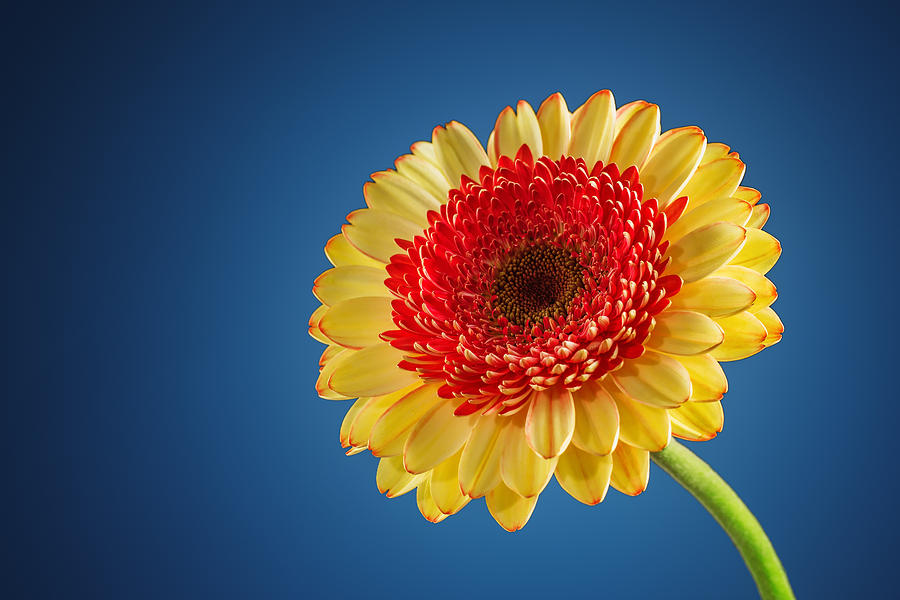 Flower Of The Daisywheel Varicoloured Background, Varicoloured, Flower,  Beauty Background Image And Wallpaper for Free Download