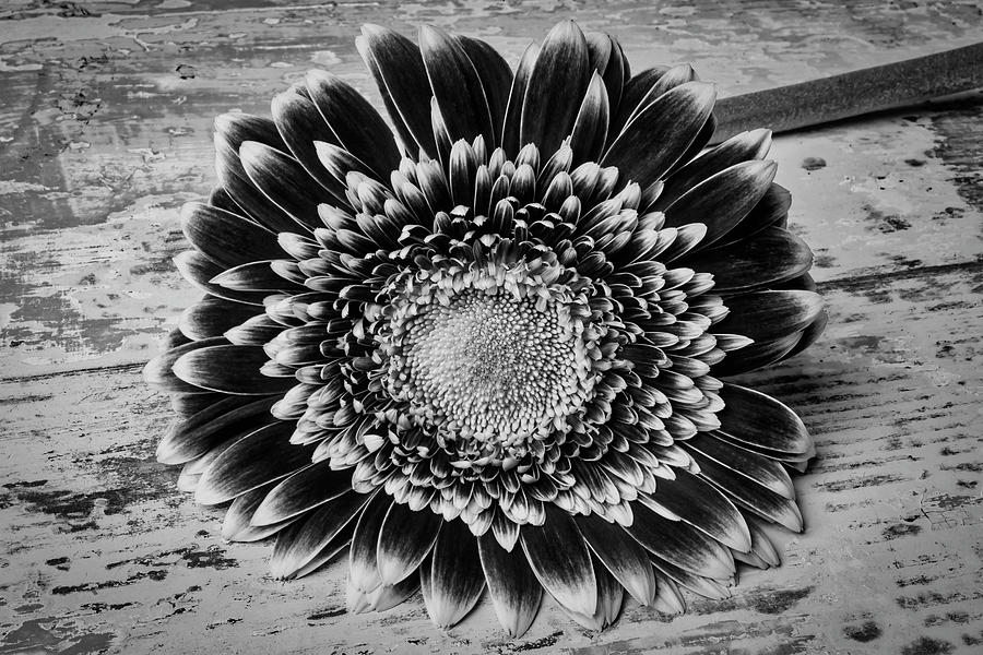 Gerbera Daisy In Black And White Photograph by Garry Gay