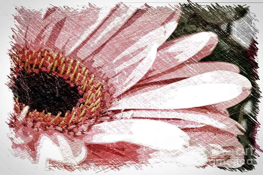 Gerbera Daisy In Pink Digital Art