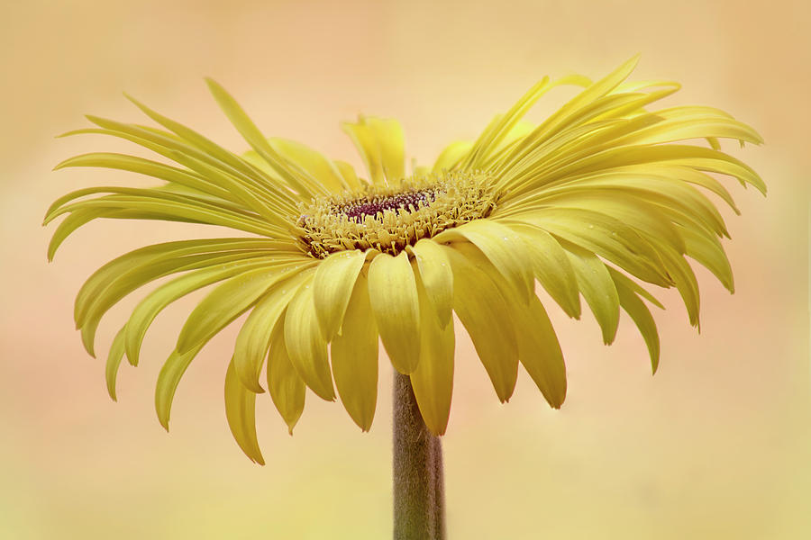 Flower Photograph - Gerbera Daisy by Nikolyn McDonald