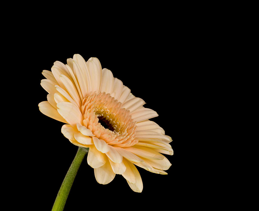 Gerbera Daisy on Black Photograph by Clare Bambers
