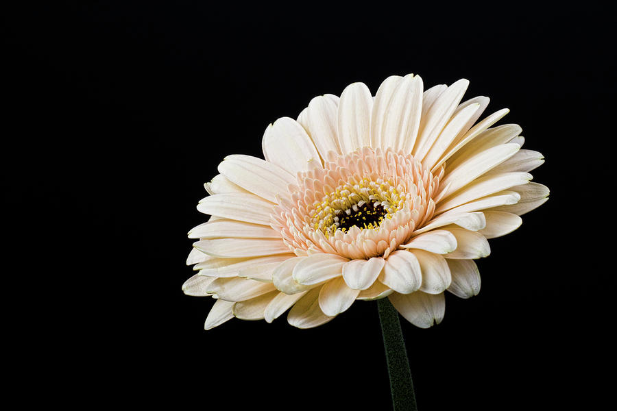Gerbera Daisy on Black II Photograph by Clare Bambers