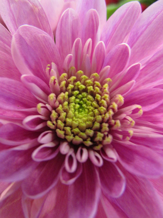 Gerbera daisy Photograph by Rosita Larsson