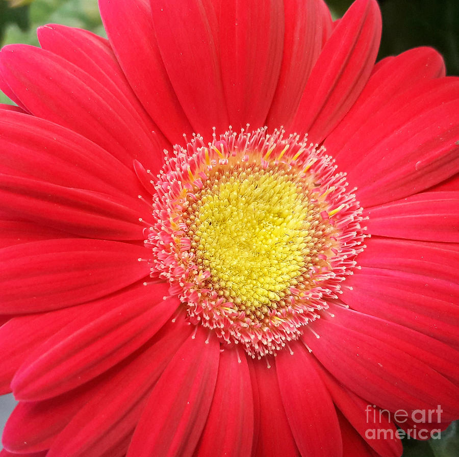 Gerbera Daisy with Heart by Tracy Ruckman Gerbera Daisy with Heart by Tracy Ruckman