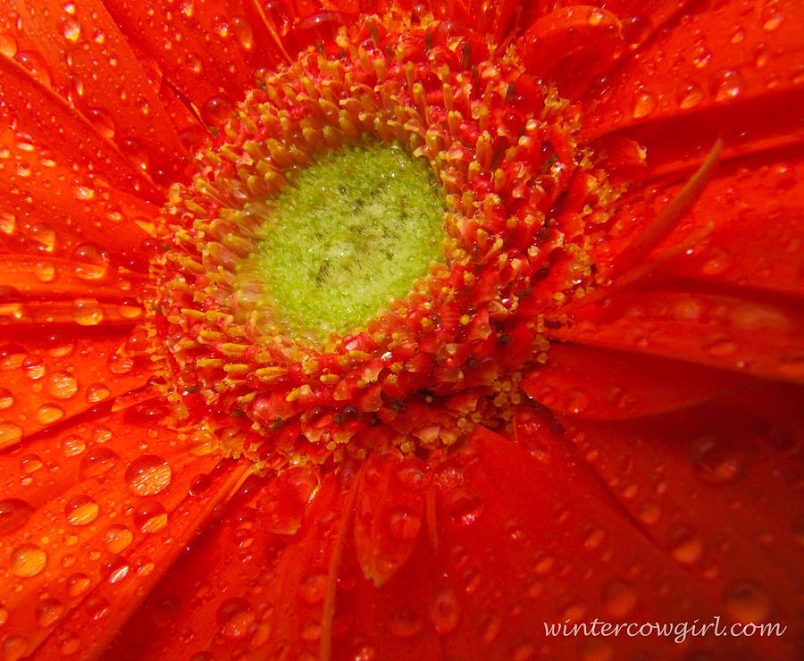 Flowers Still Life Photograph - Gerbera Dew by Lisa Knauff