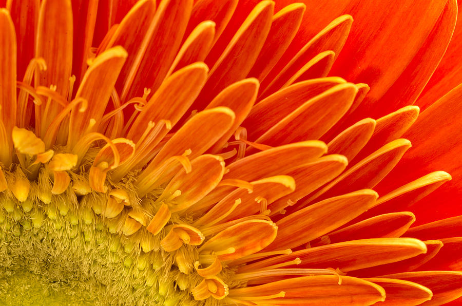 Gerbera I Photograph by Paulo Goncalves