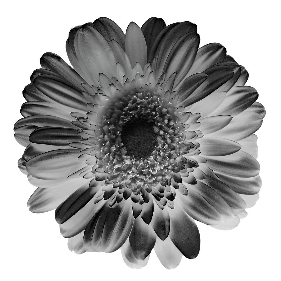 Gerbera II Black and White Photograph by Lily Malor