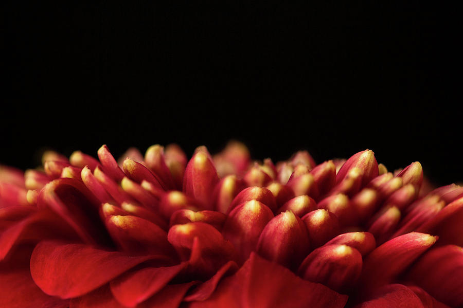 Gerbera in Red Photograph by Cheryl Day