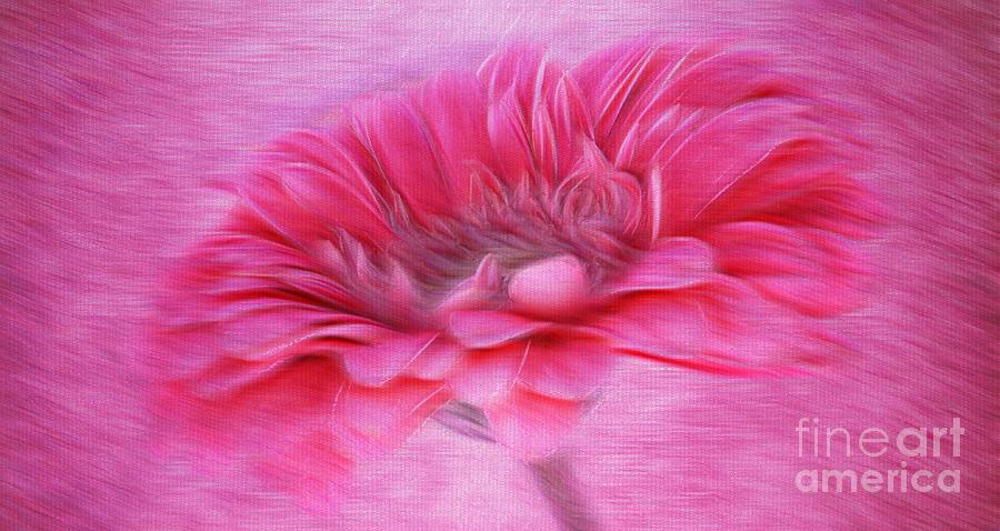 Gerbera in the Breeze Photograph by Clare Bevan