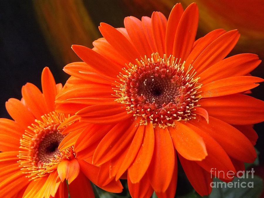 Gerbera Digital Art by Issa Bild - Fine Art America