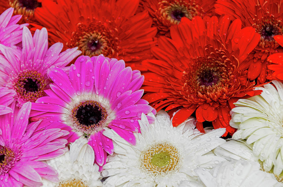 Gerbera IV Photograph by Paulo Goncalves