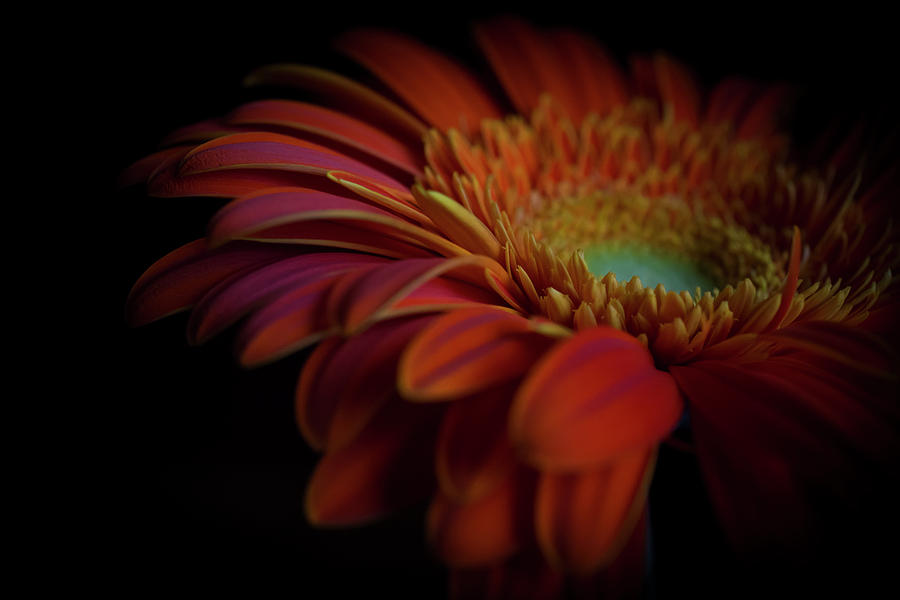 Gerbera Photograph - Gerbera by Konstantin Bibikov Gerbera Photograph - Gerbera by Konstantin Bibikov