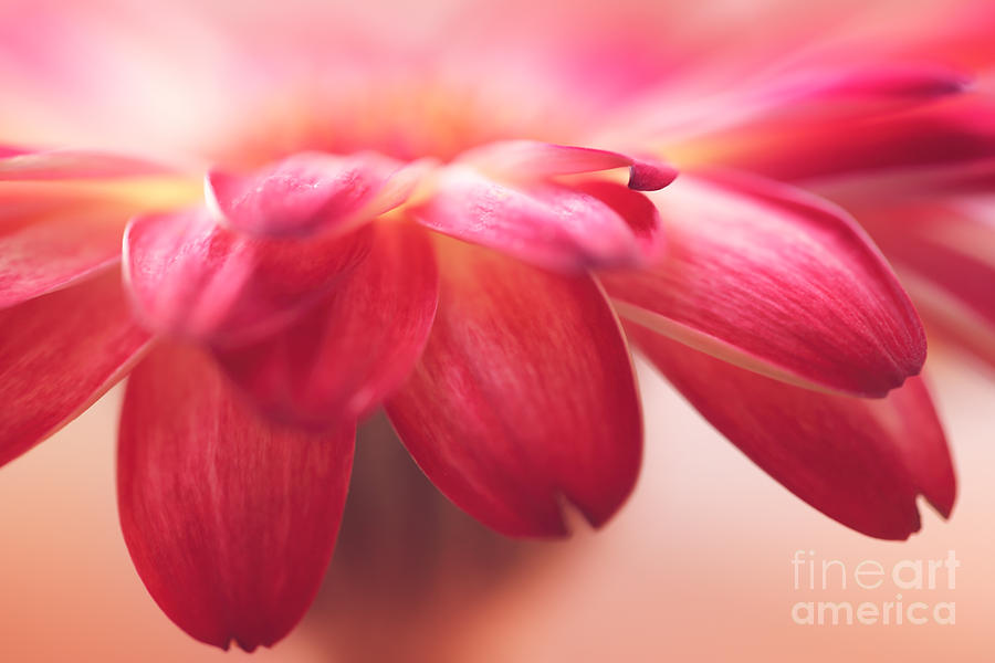 Flower Photograph - Gerbera Petals by LHJB Photography