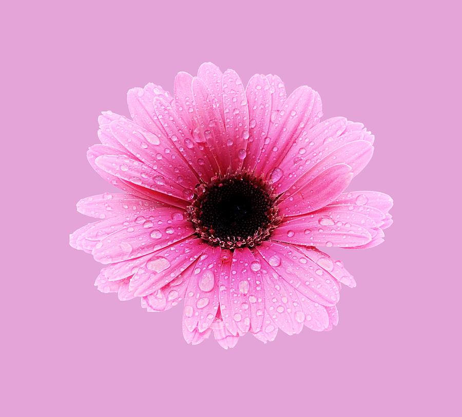 Gerbera Pink - Daisy Photograph by MTBobbins Photography
