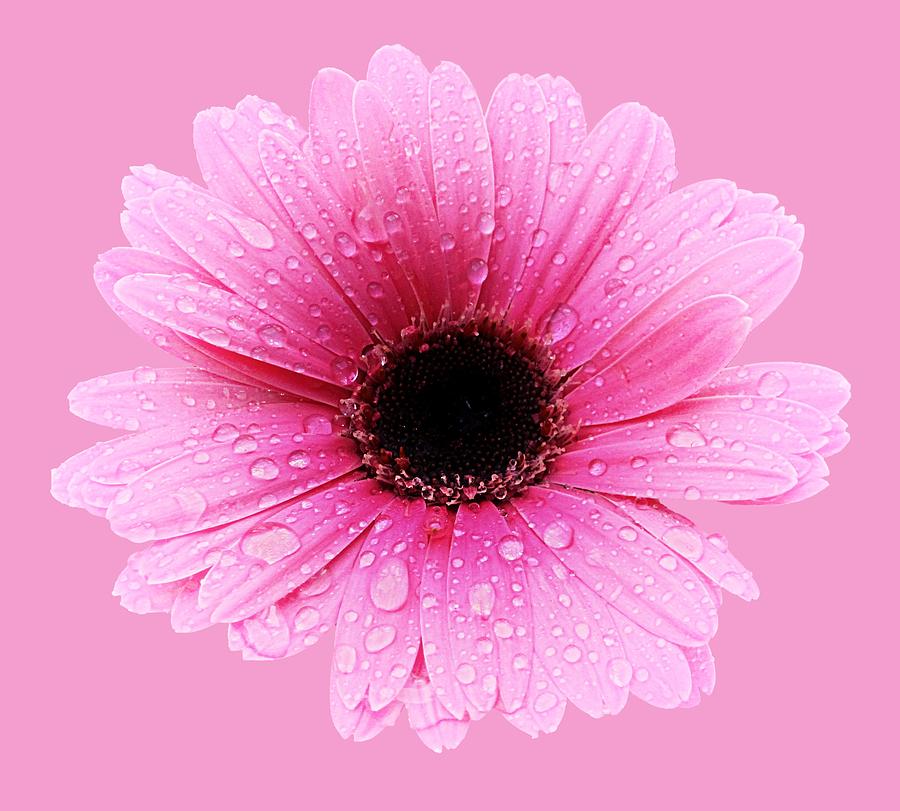 Gerbera Pink - Daisy - Up Close Photograph by MTBobbins Photography