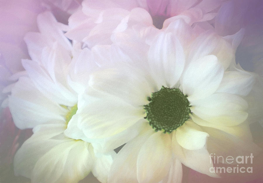 Flower Photograph - Gerbera Softness       by Kaye Menner