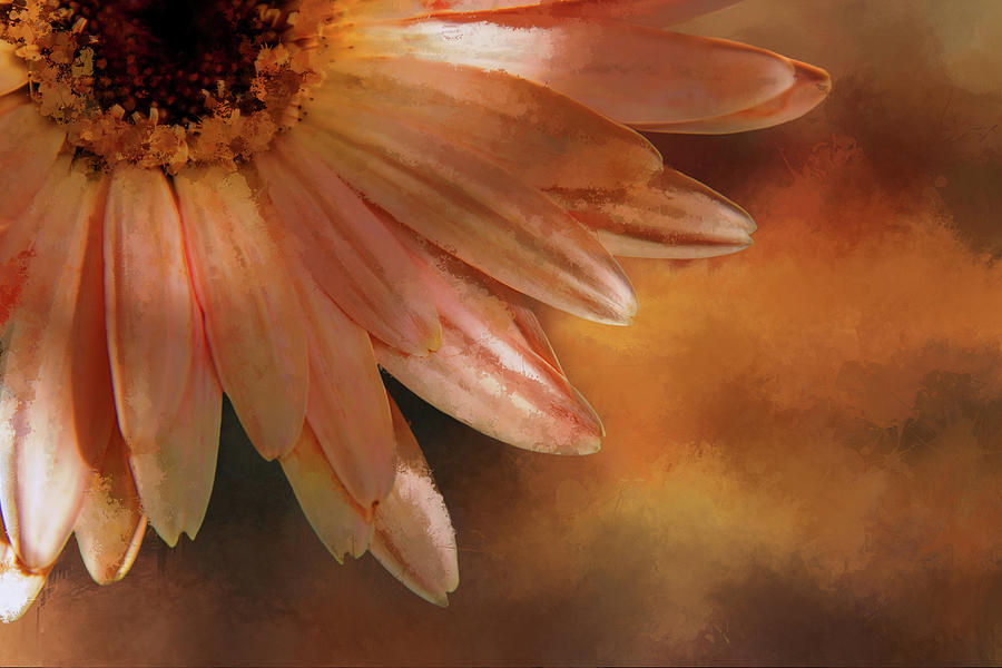 Gerbera Sunrise Digital Art by Terry Davis