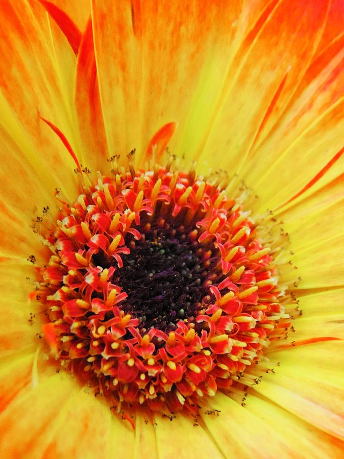 Gerbera the Lazy Daisy Photograph by Honey Behrens - Fine Art America