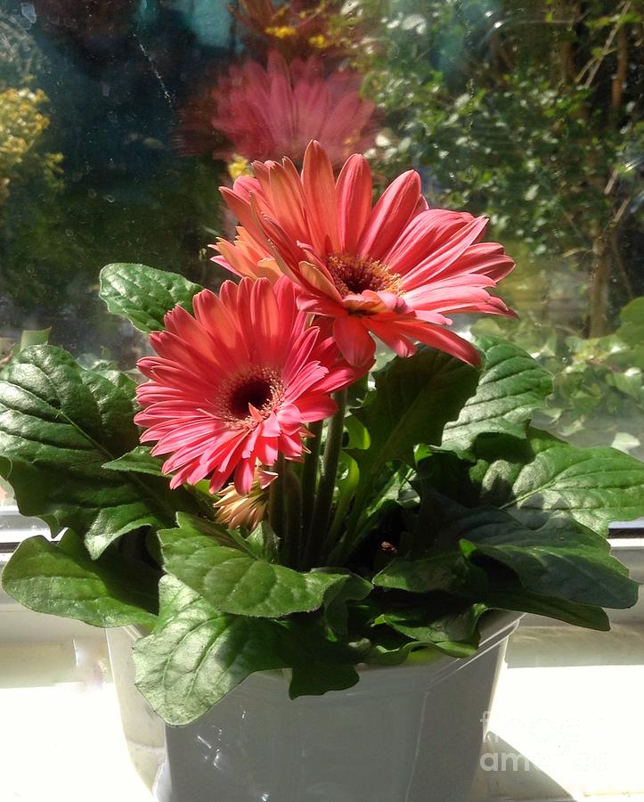 Gerberas In Coral Pink 3 Photograph by Joan-Violet Stretch