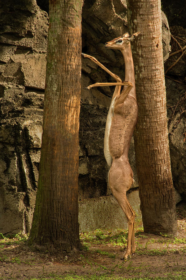 Gerenuk Ballet on Tiptoes Photograph by Mitch Spence