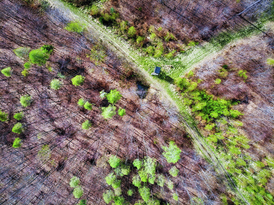 German Forest in April aerial view Photograph by Matthias Hauser