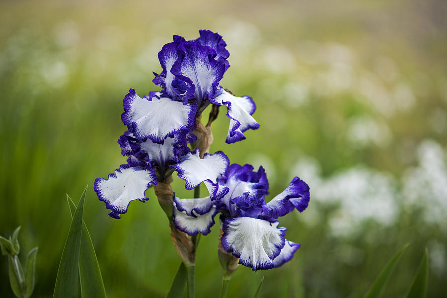 German Iris Blossoms Photograph by Robert Potts