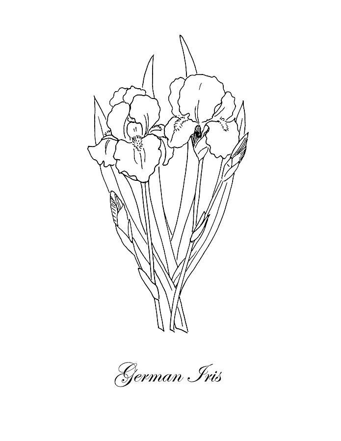German Iris. Botanical Drawing by Masha Batkova
