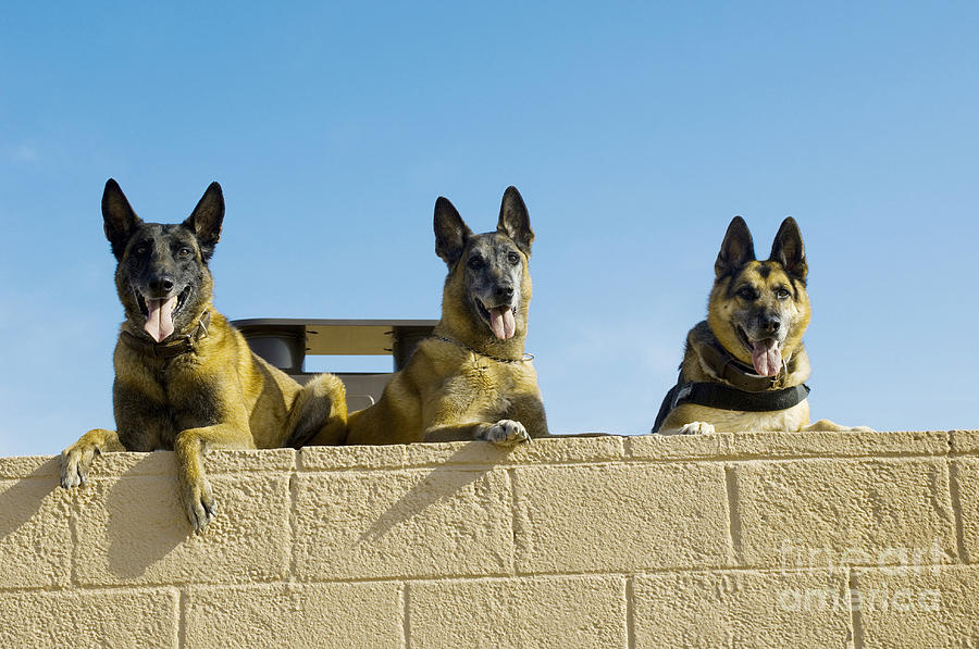 German Shepherd Photograph - German Shephard Military Working Dogs by Stocktrek Images