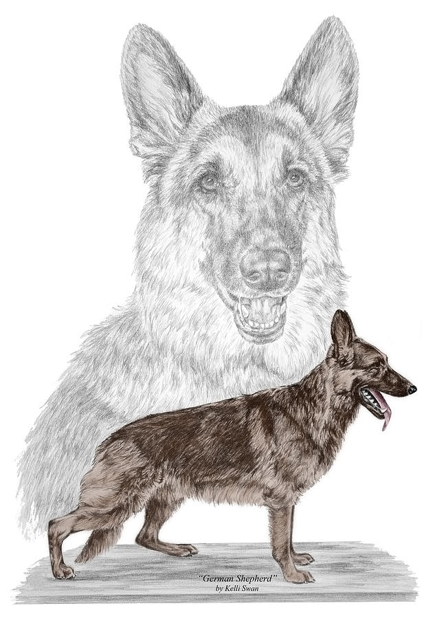 German Shepherd Art Print - color tinted Drawing by Kelli Swan