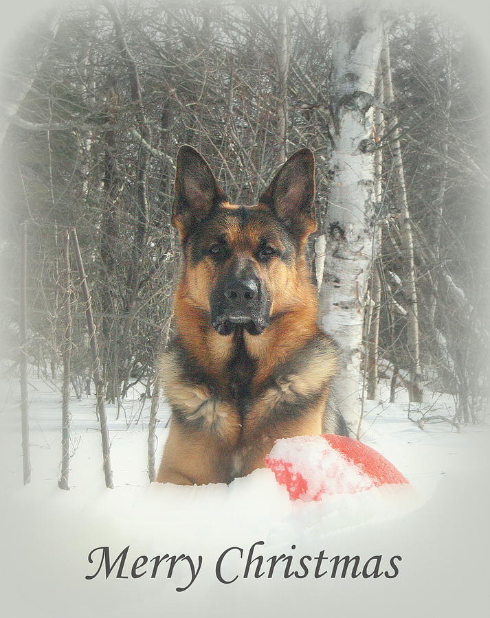 German Shepherd Christmas Card  Photograph by Sue Long
