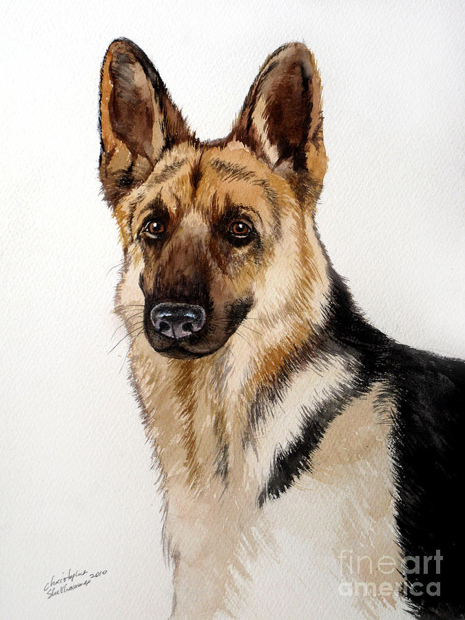 German Shepherd Painting by Christopher Shellhammer