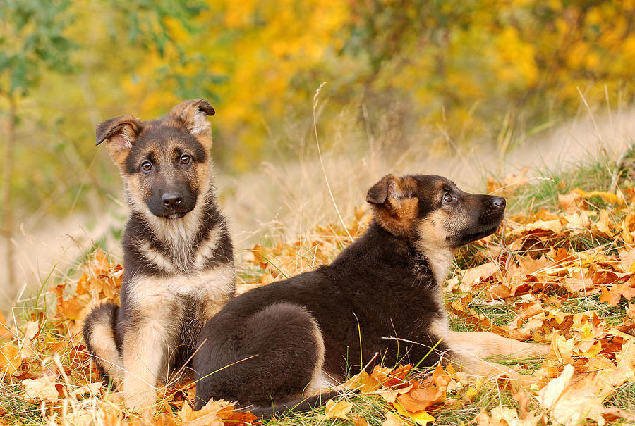 German shepherd dog puppies Photograph by Waldek Dabrowski