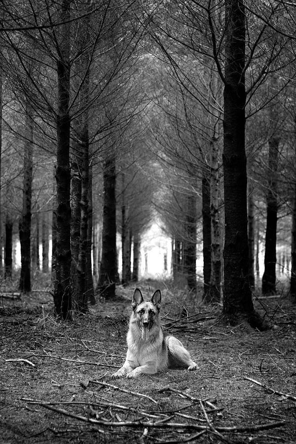 German Shepherd Dog Sitting Down In Woods Photograph by 