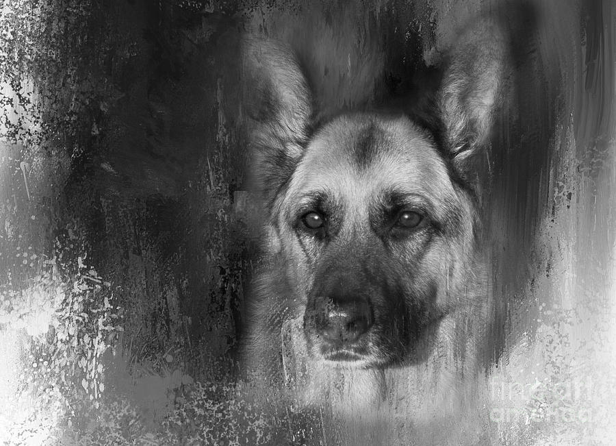 German Shepherd in Black and White Photograph by Eleanor Abramson