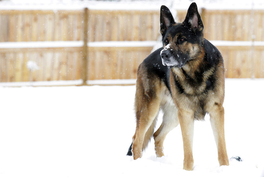 German Shepherd in the Snow Photograph by Stamp City
