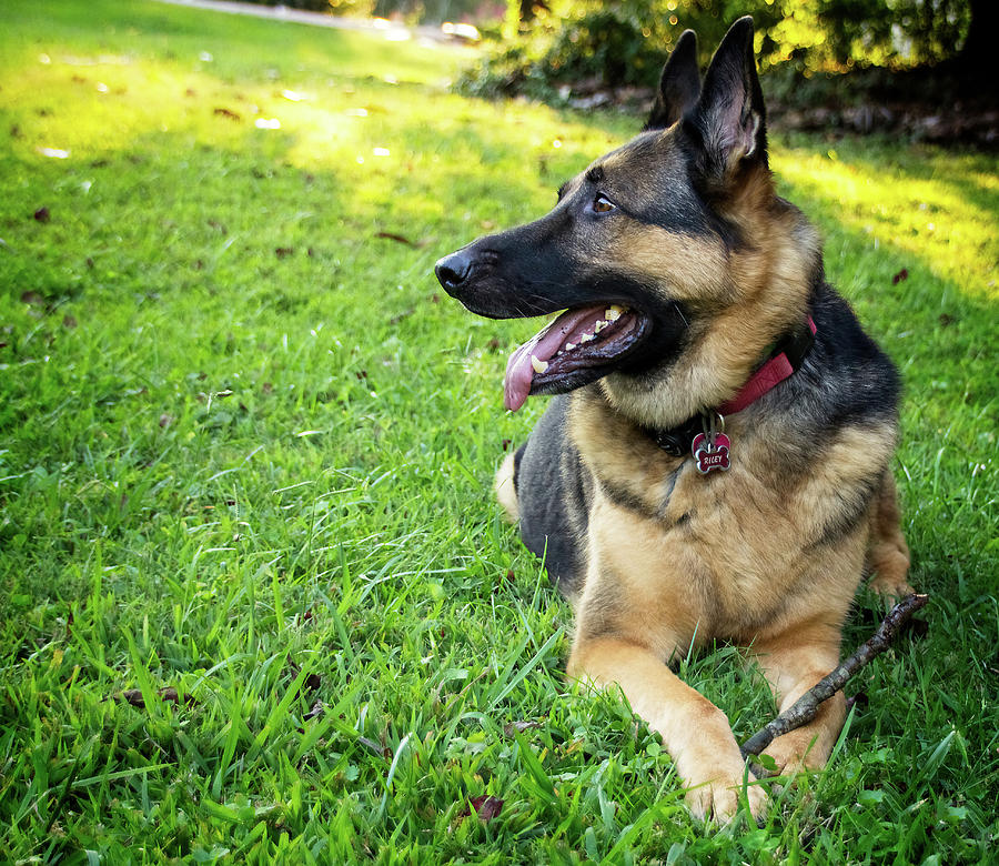 German Shepherd Laying in Grass by Angel Sharum German Shepherd Laying in Grass by Angel Sharum