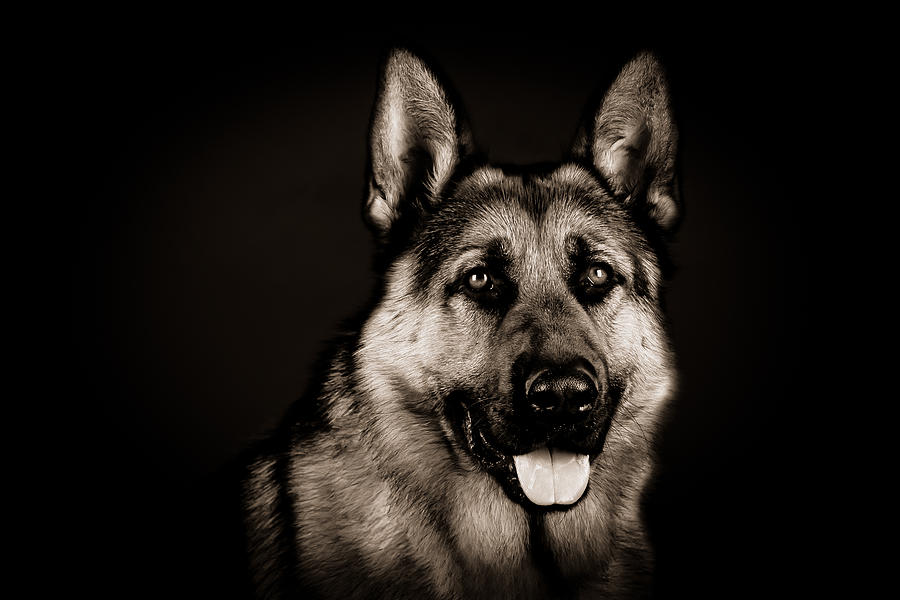 German Shepherd Photograph by Magdalena Strakova - Pixels