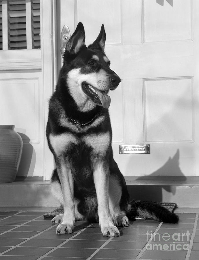German Shepherd On Front Porch, C.1950s Photograph by H. Armstrong Roberts/ClassicStock