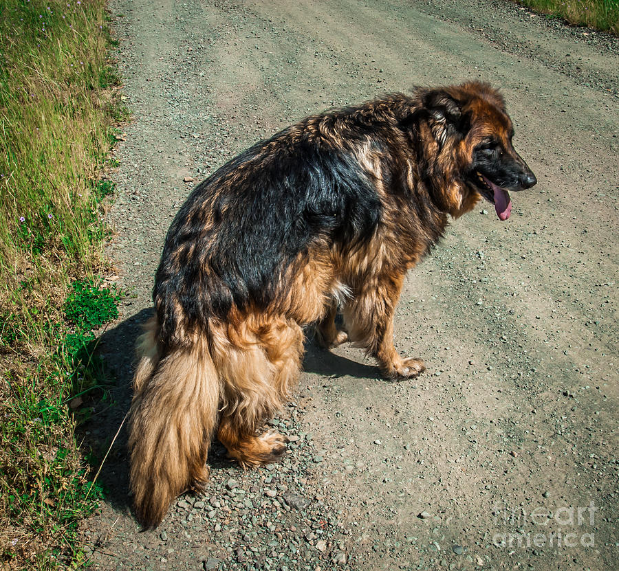 German Shepherd on Trail Photograph by Blake Webster