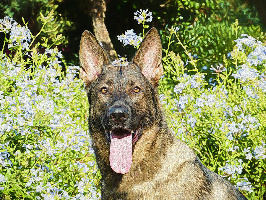 German Shepherd - Painting Painting by Ericamaxine Price