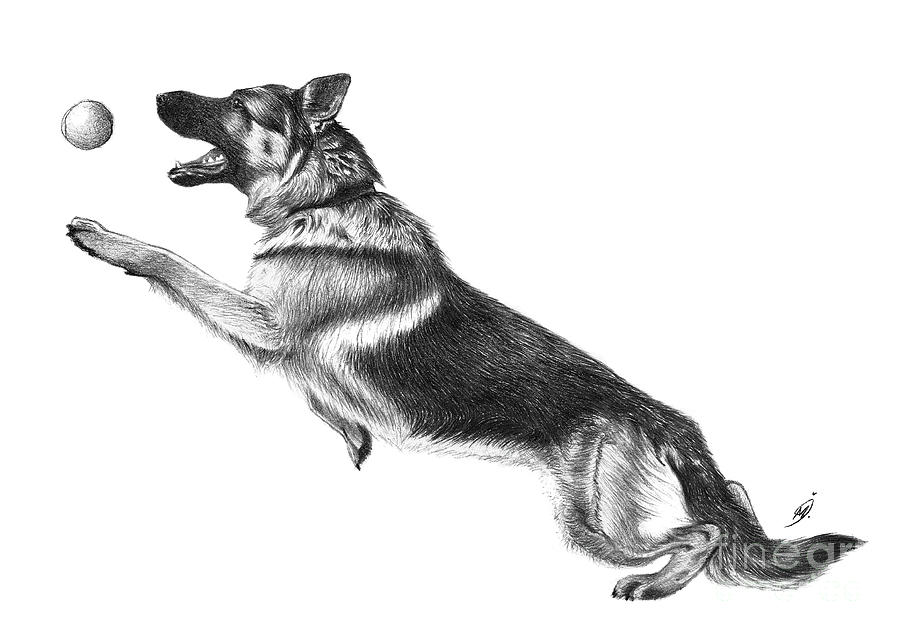 Portrait of German Shepherd Dog. Instant Download includes Cricut. | German  shepherd dogs, German shepherd art, Dog animation