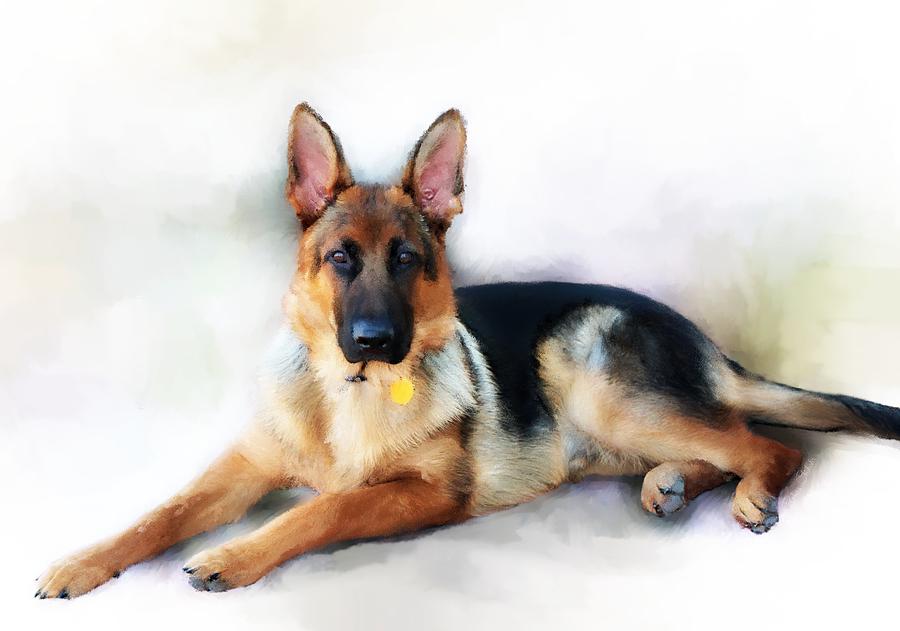 German Shepherd Portrait Painting by Barbara Chichester
