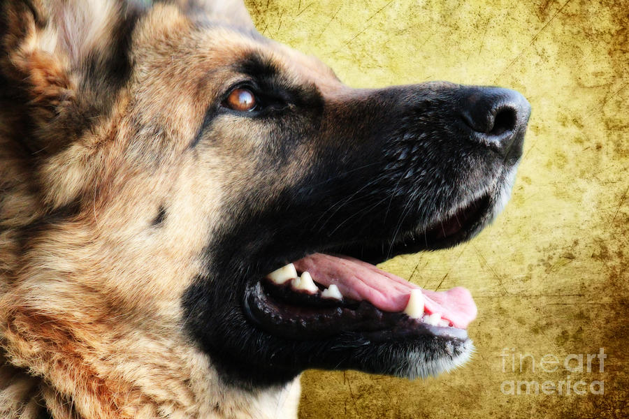 German Shepherd Photograph - German Shepherd Portrait by Smart Aviation German Shepherd Photograph - German Shepherd Portrait by Smart Aviation