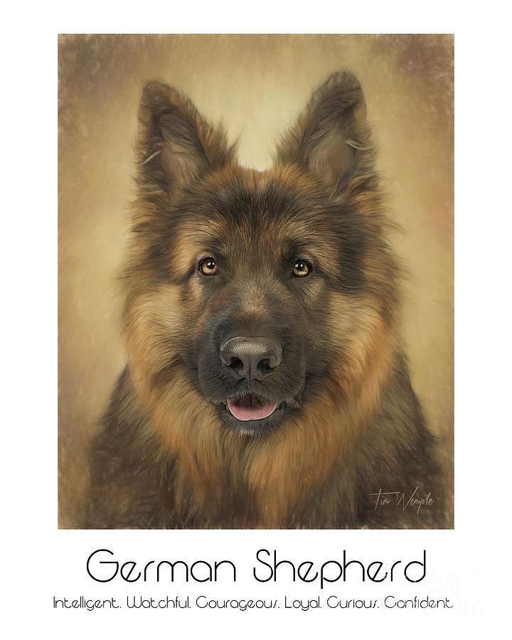 German Shepherd Poster Digital Art by Tim Wemple