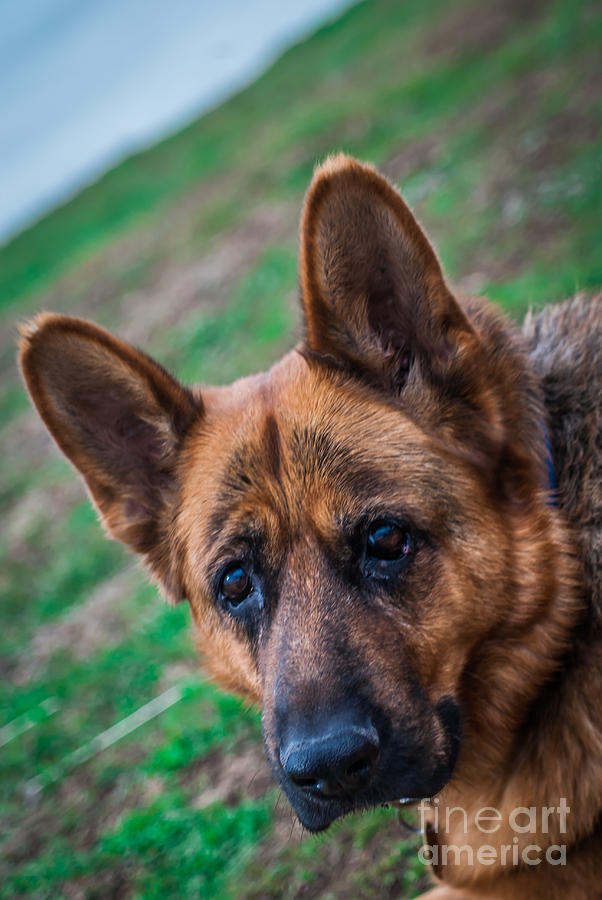 German Shepherd Profile Photograph by Blake Webster